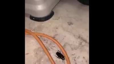 cursed_bug