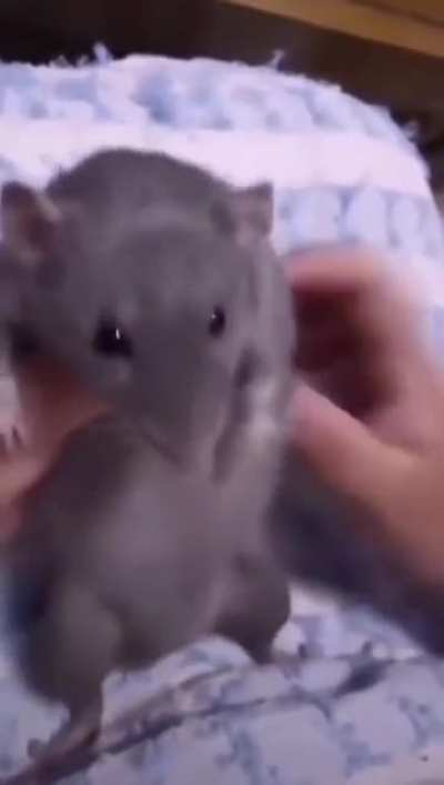 The rat&rsquo;s dancing better than me 💃🏻🕺🏻