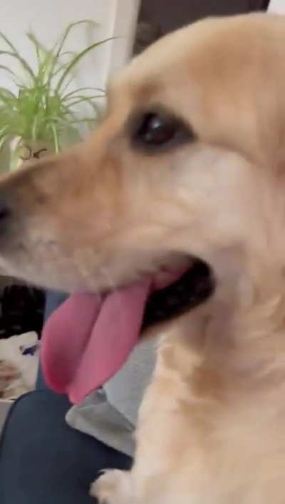 excellent dubbing