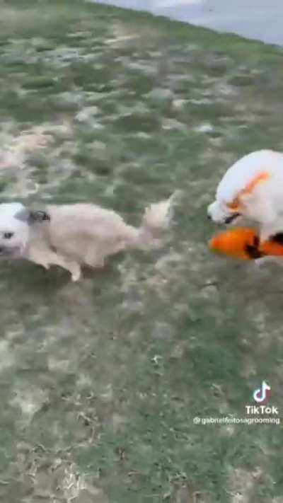 "Creative grooming does not affect a dog's socialization"