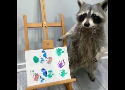 Raccoon vibes