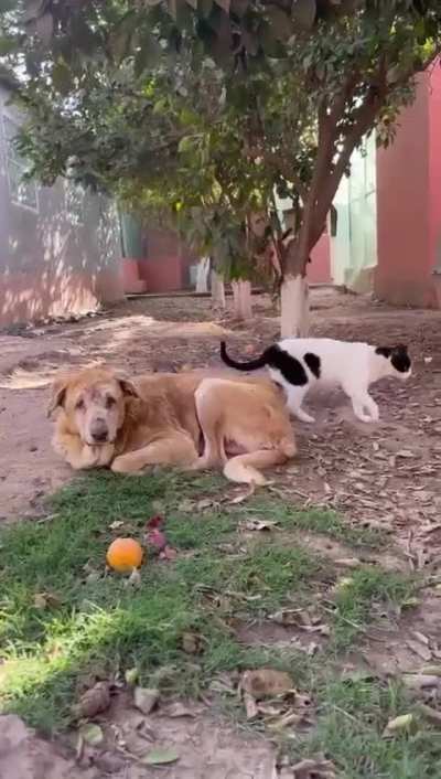 Tam,a street rescue and  resident &lsquo;lifer&rsquo; , he has Ehlers-Danlos syndrome and blind, but is truly beloved by his cats who never leave his side at our animal sanctuary Sara Morocco