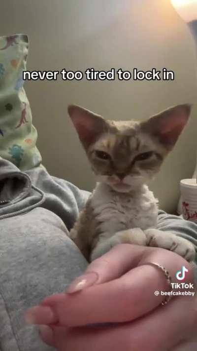 PetsareAmazing