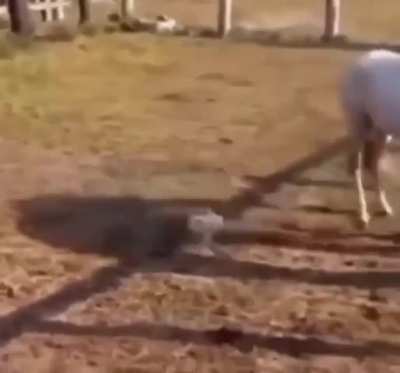 Are chickens🍗 allies or just the enemie's enemy?