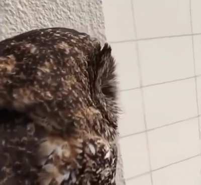 A friendly owl&hellip;