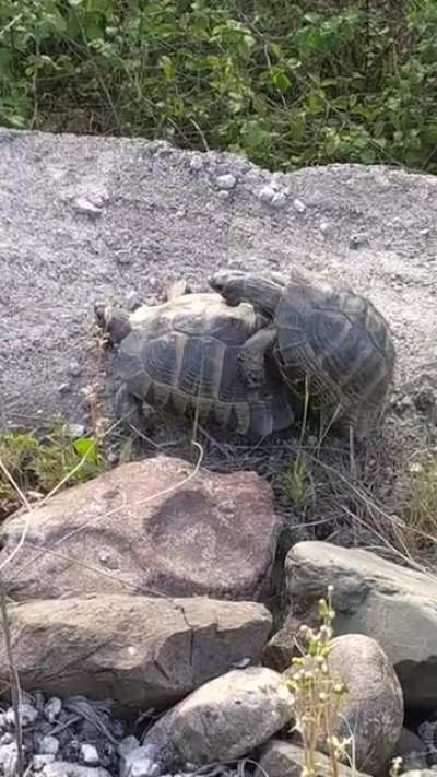 AMK 40 yılın başı bi kaplumbağa g&ouml;rd&uuml;m oda sikişiyordu