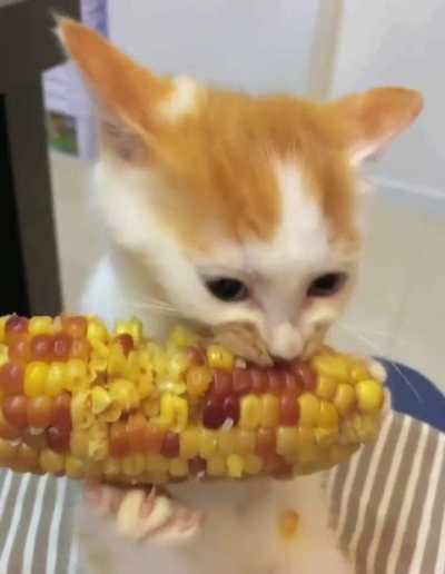 this airplane loves a corn