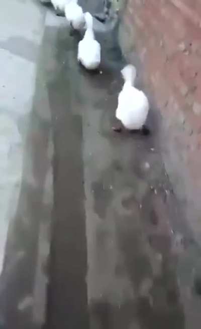 Just act normal and noone will expect a thing