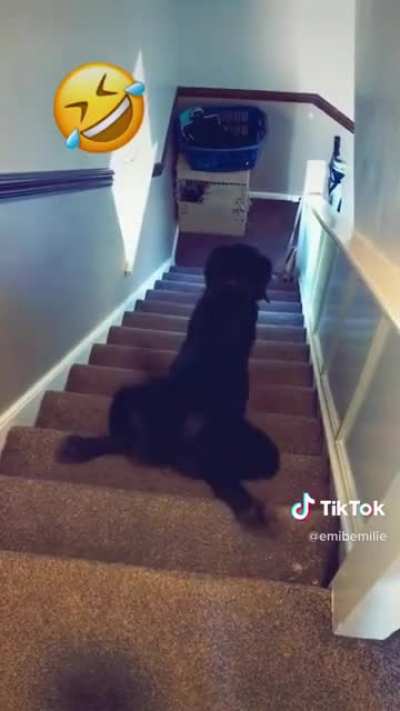 Dog sliding down the stairs, completely normal.