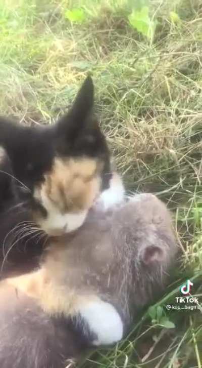 Tom &amp;amp; Jerry whenever there is a 3rd party involved