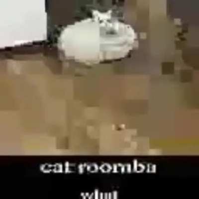 Cat Roomba rule