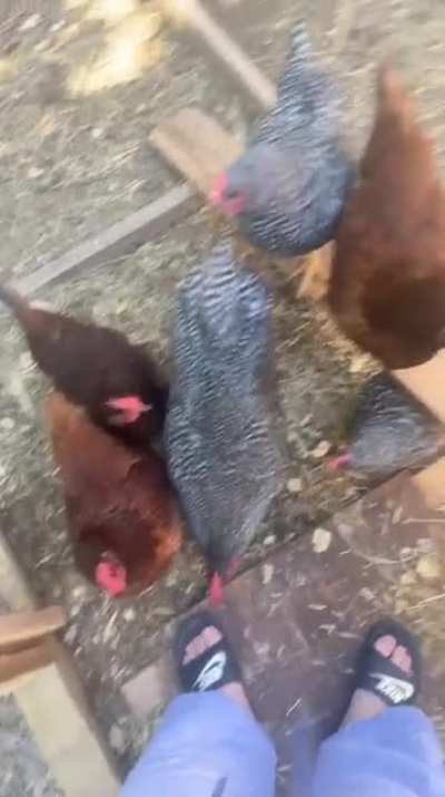 My chickens love to peck my toes&hellip;