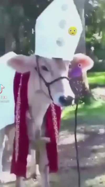 holy cow