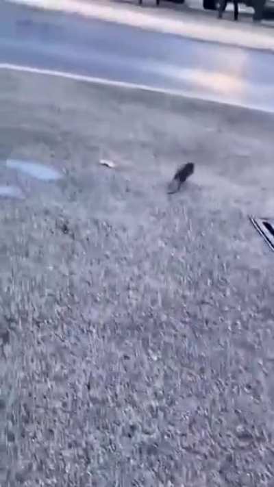 The rat dodges multiple obstacles