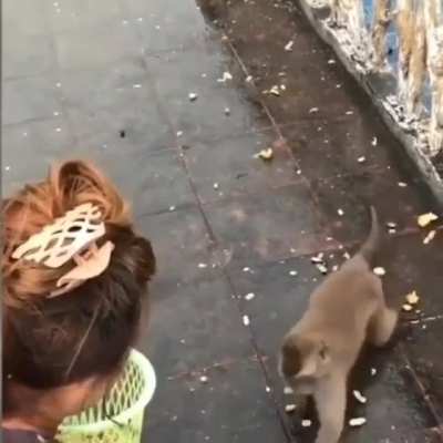 Monkey time