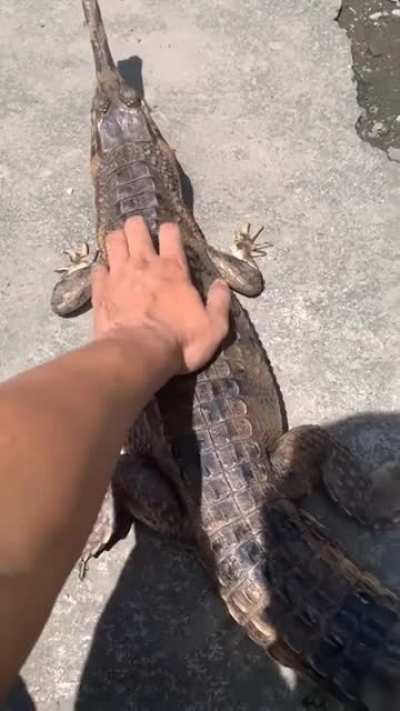 🐊