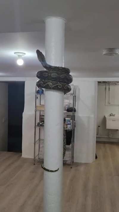 retic on a pole