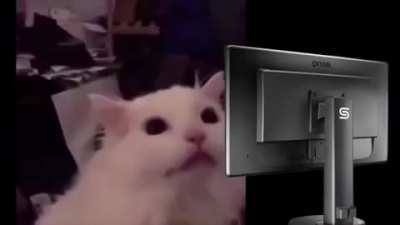 Meu gato est&aacute; editando o v&iacute;deo dele