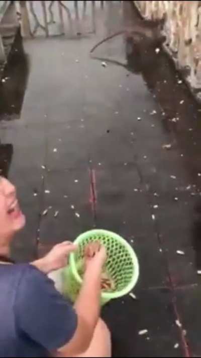 Feeding Monkeys in Thailand