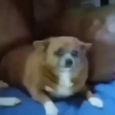 my parents yelling at me after they found the 189 gb apandah porn folder 😭😭😭
