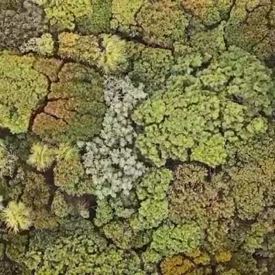 The way the forest looks from the sky