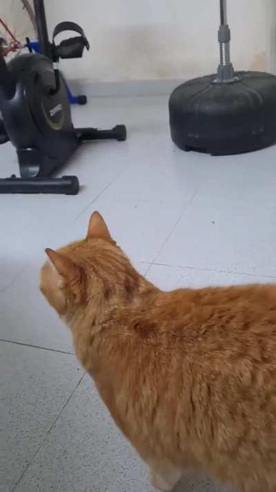 Tigger is so cute