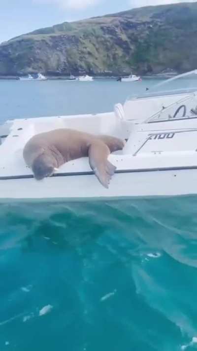 MS Walrus passing by