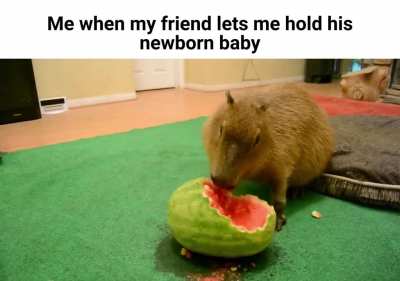 Nom nom nom