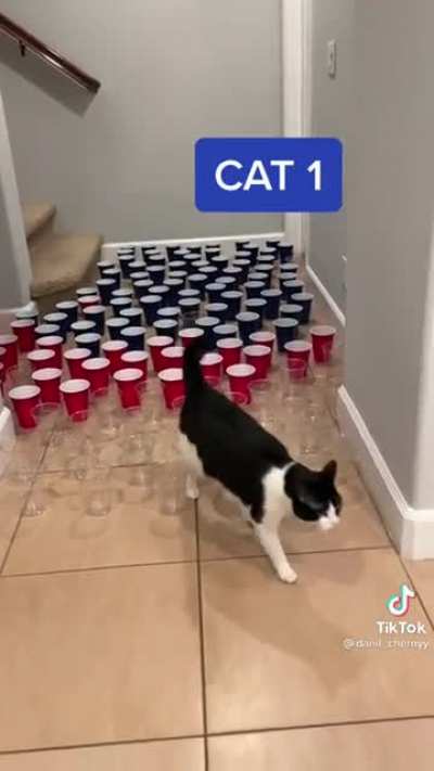 The difference between the 3 cats