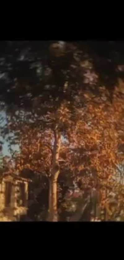 gifs