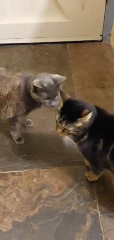 "they're sniffing each other 🥰"