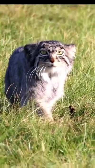 Cat walk