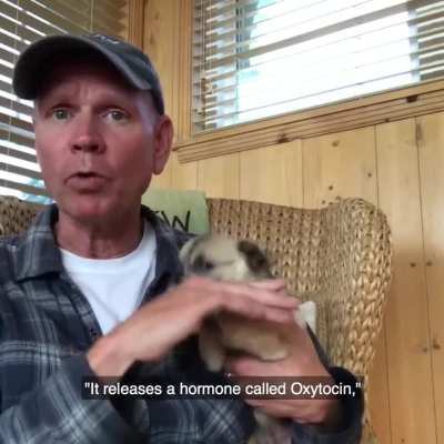Petting your dog