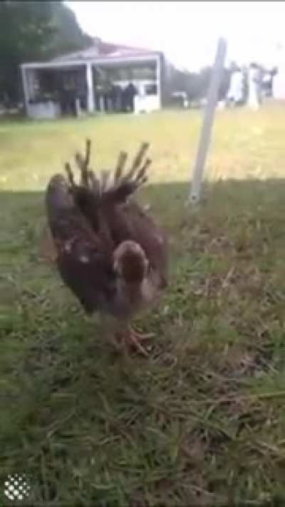 What to see a baby peacock 🦚