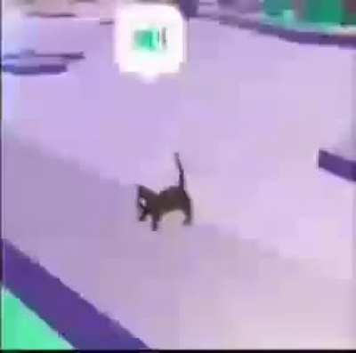moldy cat