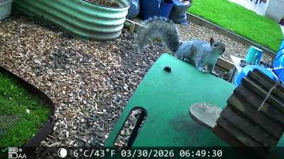 I set up a camera in my garden to record my squirrel friends