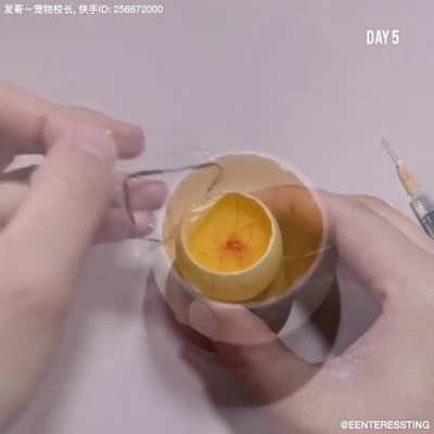 Growing a chicken inside a duck egg.