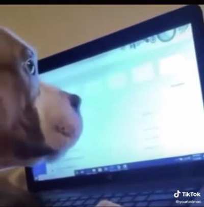 Perro