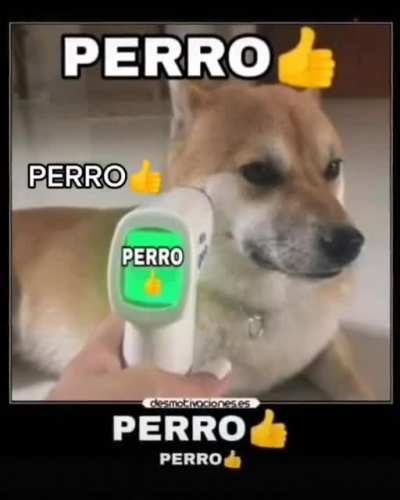 Perro 👍