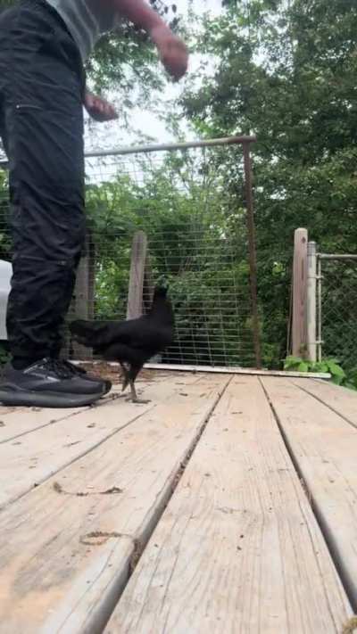 🐓 Tricken!!! 🐔