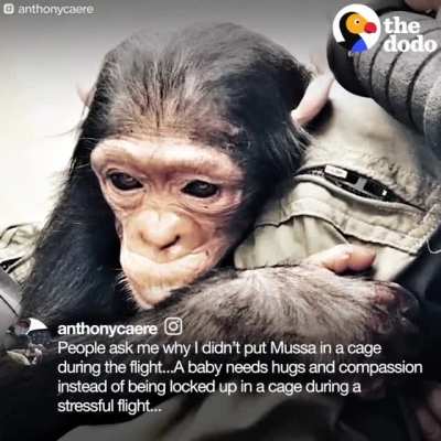 He even picked the bugs off the monkeys back! Such a cute story