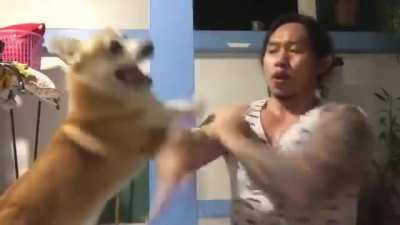 Kung fu Corgi