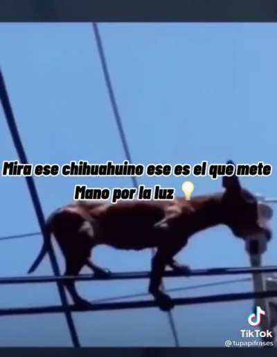 Chiguawe&ntilde;o Xd 🤔