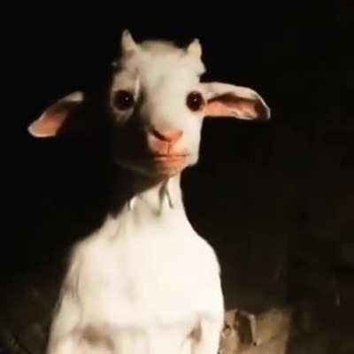 Standing goat