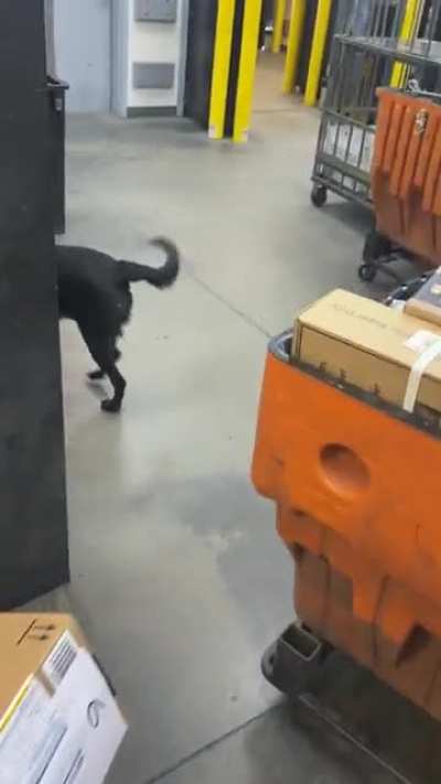 Dog that likes mail man ?