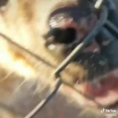 CuteVideo_irl