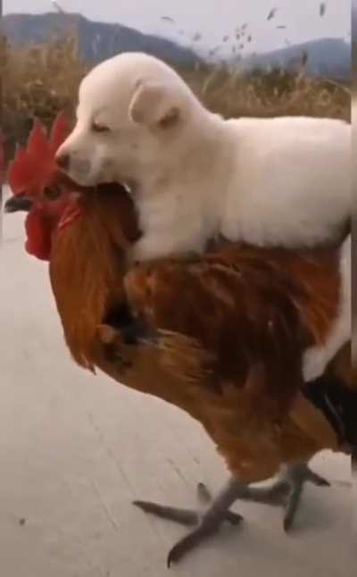 chicken uber