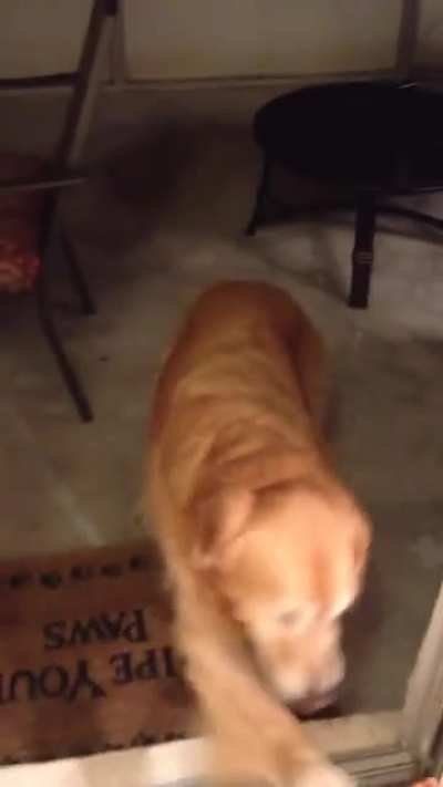 Dog doesn&rsquo;t trust an absent door