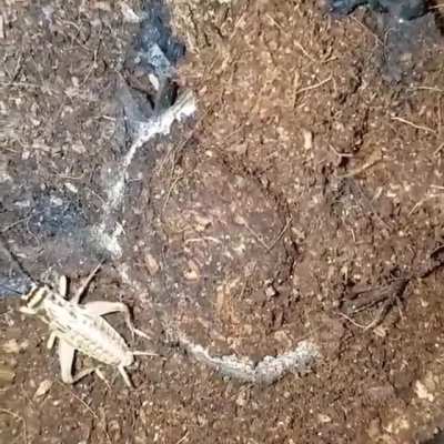 🔥 Trapdoor spiders build homes with an actual &lsquo;hinged&rsquo; door . Silk is left outside these doors, a kind of trip line that vibrates when trespassers cross it, alerting the spider to a potential meal. A huge surprise for passing insects