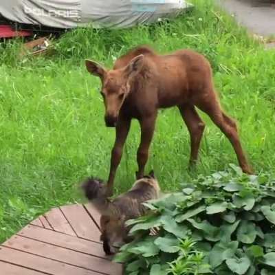 Plumps the cat extends a greeting to a young moose calf. This baby was born next to his house and Plumps has been accepted by the baby&rsquo;s mother